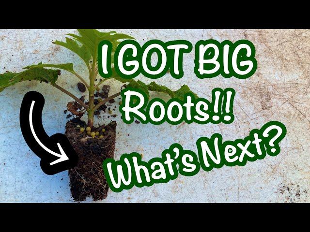 Plant propagation - once the plants root, what's the next step? Growing out newly rooted hydrangeas.