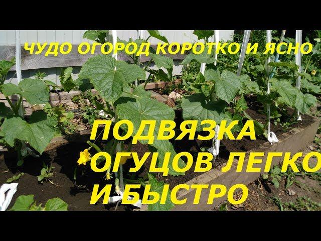 КАК ПОДВЯЗАТЬ ОГУРЦЫ.ЛЕГЧЕ НЕ БЫВАЕТ