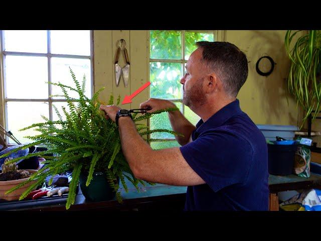 I Stopped Killing My Boston Fern When I Did This.. |  Houseplant Hacks