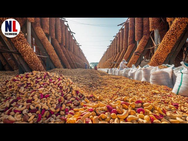 Sustainable Cashew Farming Practices - Cashew Nut Processing Techniques