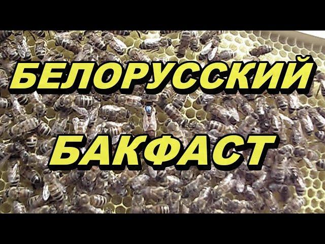 Белорусский Бакфаст