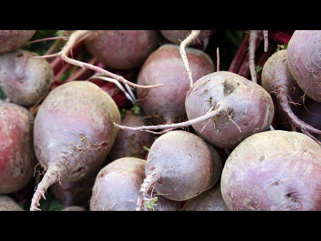 How to plant beet seeds in open ground in spring