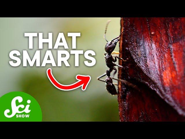 The 8 Most Painful Insect Stings on Earth