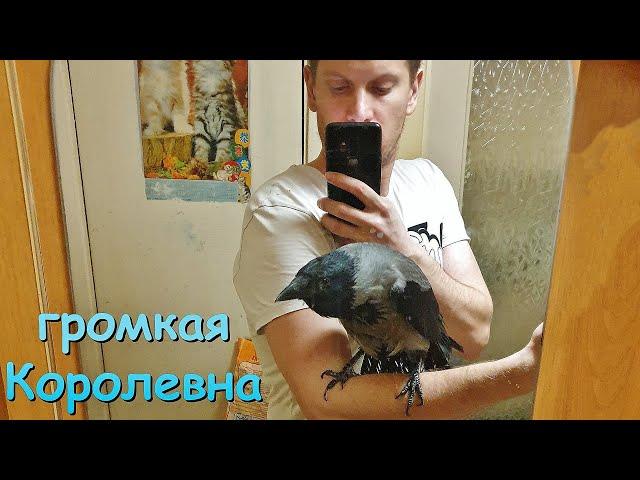 Ворона Капля - Громкая Королевна