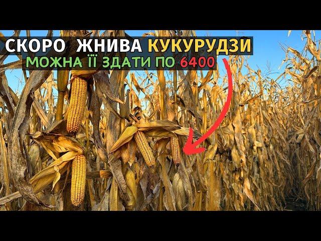 Ціна на кукурудзу летить вгору! Скоро будемо збирати врожай. Огляд кукурудзи від Маїс Дніпро.