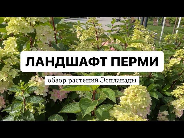 ЛАНДШАФТНЫЙ ДИЗАЙН ПЕРМИ | обзор Пермской Эспланады