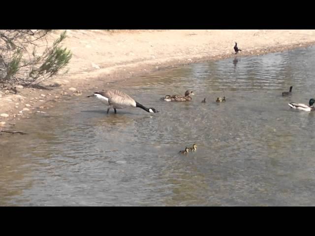 Mother Duck Protecting her own against Angry Goose