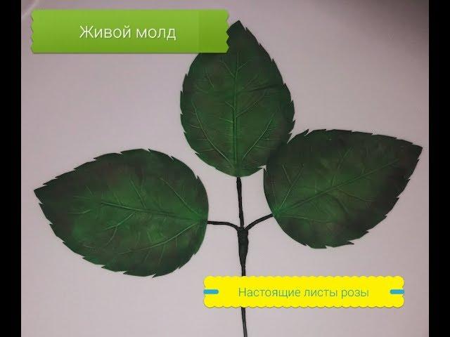 ЖИВОЙ МОЛД!!! ЖИВЫЕ ЛИСТИКИ ДЛЯ РОЗЫ ИЗ ФОАМИРАНА!!!