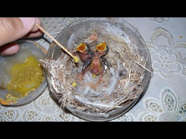 Tutorial Memberi makan bayi burung kolibri kelapa | Manggara Wiceh