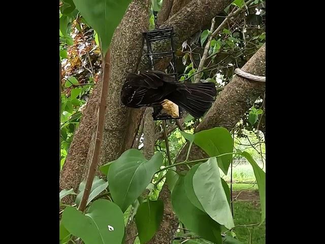 Bird #redwing #feeder #birdsong #feeder #today #may #outdoors #wildbirds #nature #thursday #birds