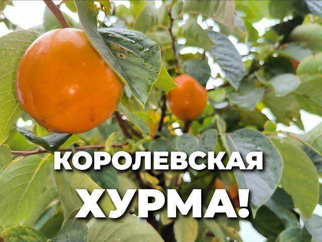 Жемчужина - королевская хурма!