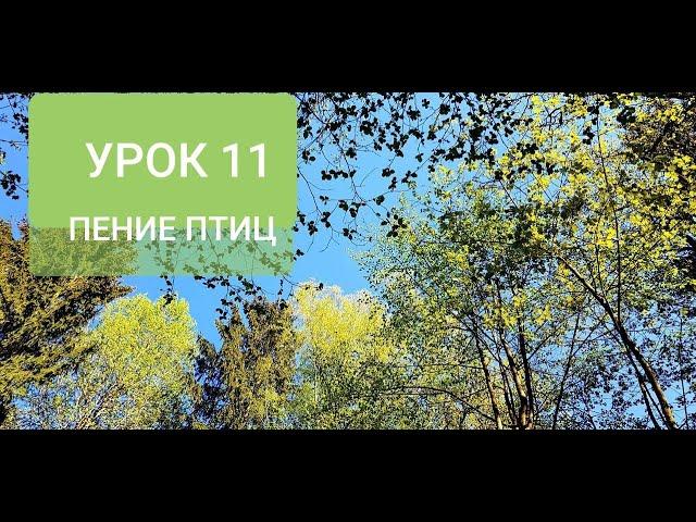 ПЕНИЕ ЛЕСНЫХ ПТИЦ. УРОК 11. УЧИМ ПОПУГАЯ ПЕТЬ КРАСИВЫЕ ТРЕЛИ!