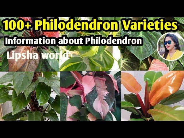 100+ Philodendron Plants varieties |  Philodendron Plants varieties+identification | Lipsha world