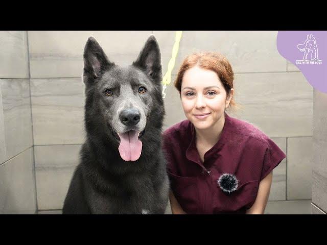 The rare and beautiful BLUE BAY SHEPHERD | Wolfdog