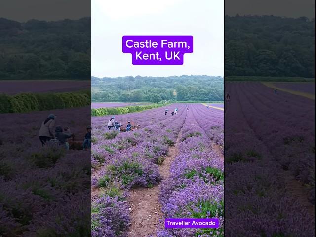  Castle Farm, Kent  #shorts #unitedkingdom #lavender #england #travelleravocado