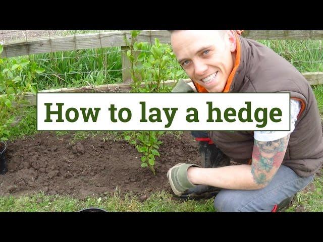 How to plant a garden hedge