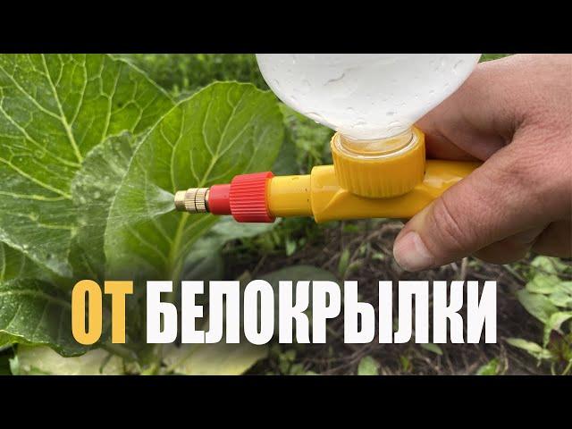 Как избавиться от белокрылки? Самый простой и эффективный способ