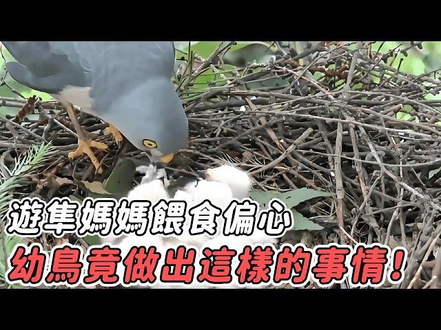 遊隼媽媽餵食偏心，一隻幼鳥竟含恨跳下懸崖，其余幼鳥見狀竟，不顧親情做出這種事