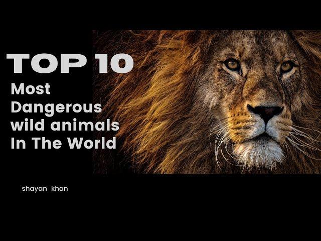 Beware! The Fierce Wilderness: Ranking the Top 10 Most Hazardous Animals | Wildlife Documentary.