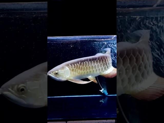 wonderful golden red arowana #ikanpredator #fishtank #aquarium #arowana #shorts