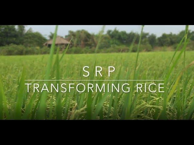 Olam : 100&Change Sustainable Rice Platform 2019