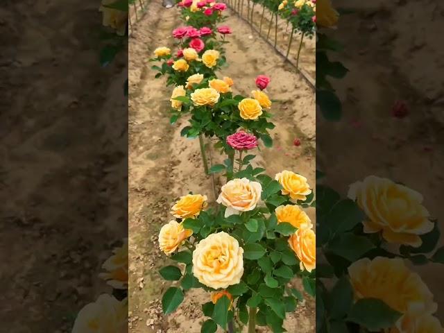 Rose Farming #satisfying #shortsvideo