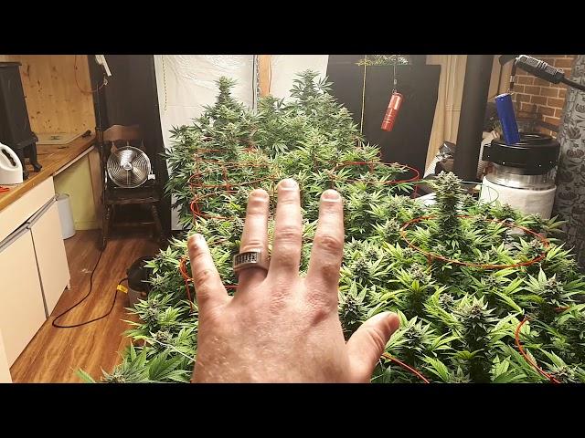 Potsquatch Growers is a channel for all people.