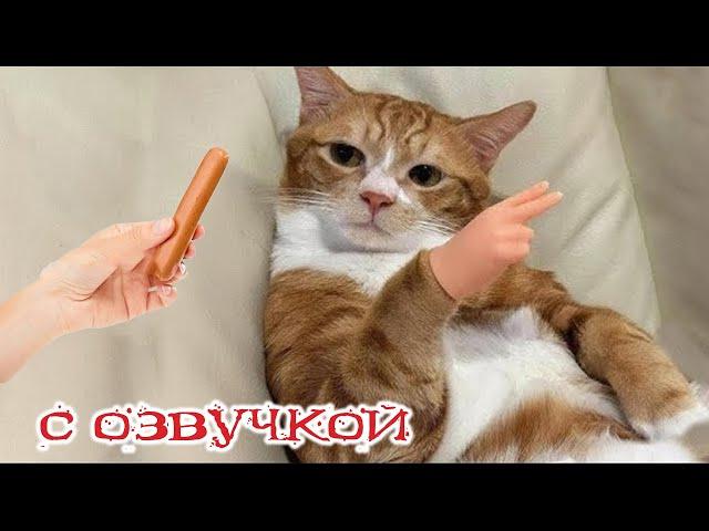 Funny animals! Funniest Cats and Dogs - 181