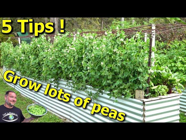 5 Tips How to Grow a Ton of Snow Peas