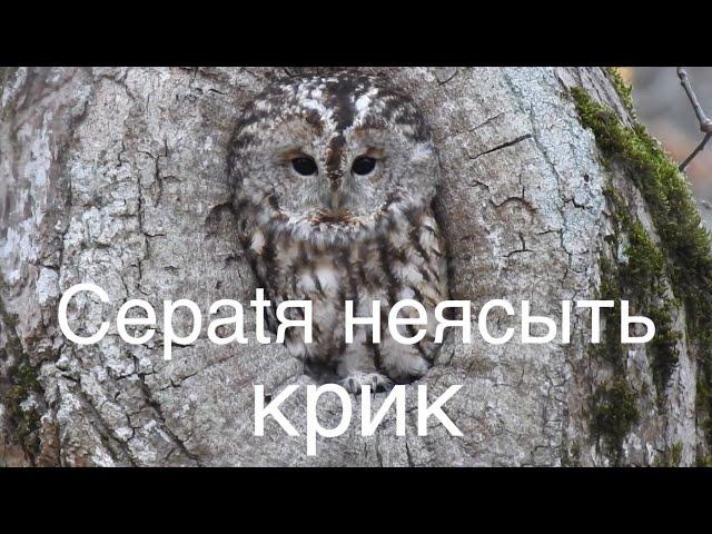 Сераtя неясыть крик, голос, песня