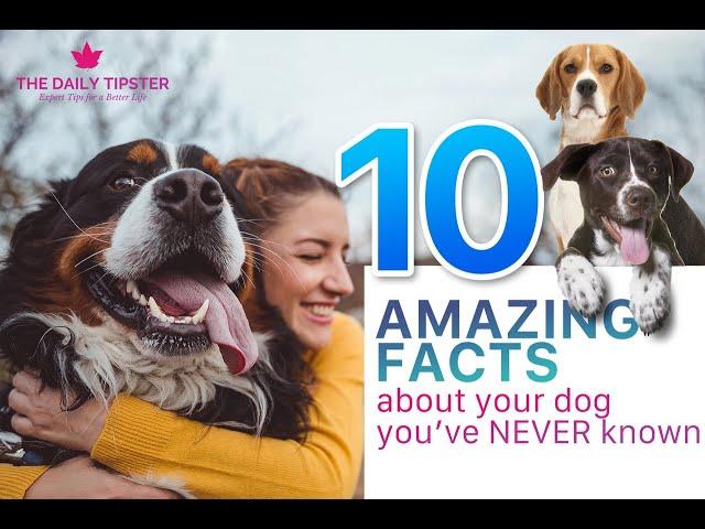 10 Amazing facts about your dog you've NEVER Known!|The Daily Tipster
