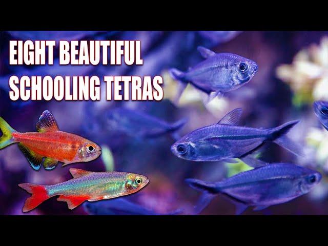 8 Stunning Tetras That Create the Perfect Schooling Display!