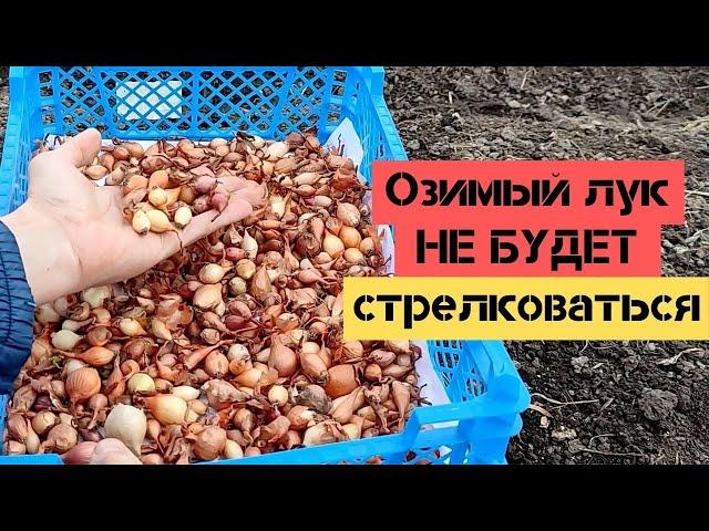 Озимый лук / Как посадить, чтобы лук весной не стрелковался / Огород дяди Вовы