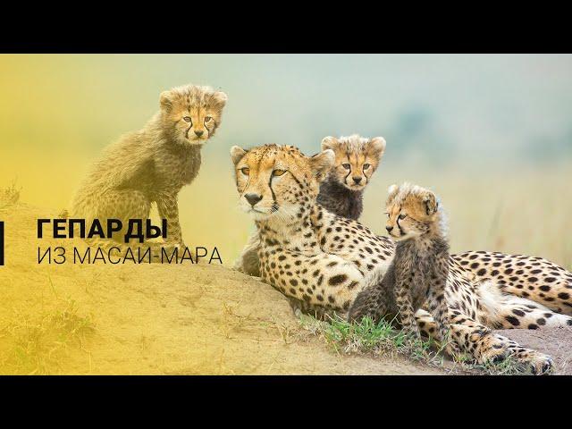 Гепарды заповедника Масаи-Мара