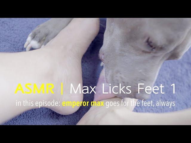 Max Licks | Clean Feet | ASMR DOG LICKING | NO TALKING