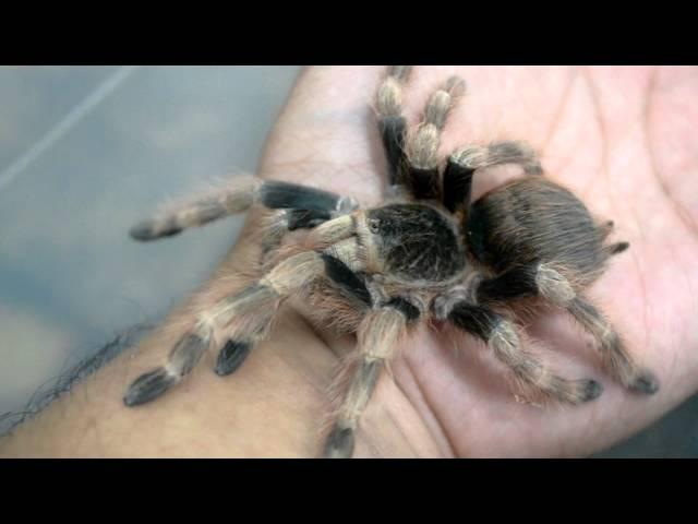 Nhandu coloratovillosus handling