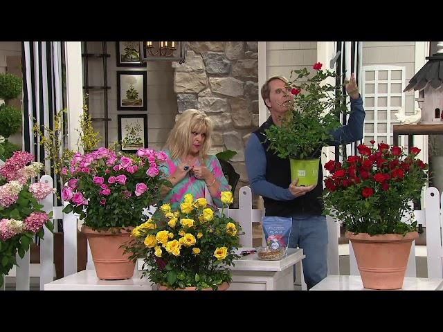 Phillip Watson Designs 1-Piece Knockout Rose on QVC