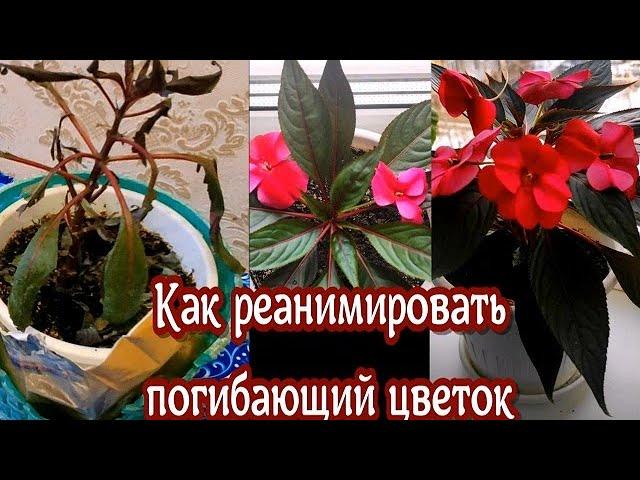 Реанимация БАЛЬЗАМИНА ВАНЬКИ МОКРОГО