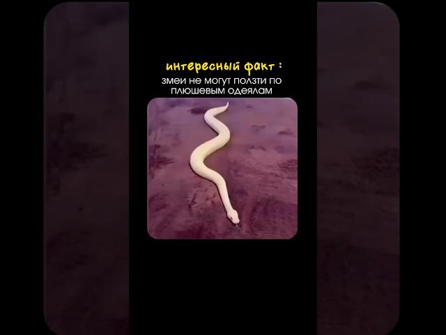 интересный факт из мира животных #биология #сотка #егэбиология #милота #факты #НаукаДляВсех