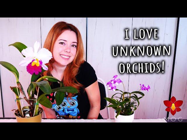 Buying Unknown Orchids - a Good or a Bad Idea? 