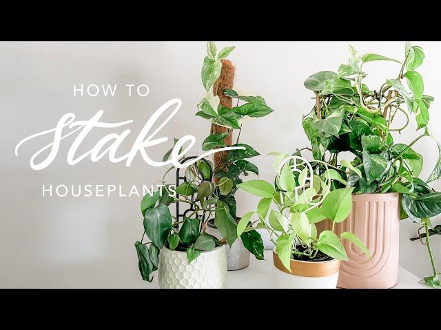 HOW I STAKE MY HOUSEPLANTS | Providing growth support on vining plants with trellis and coco poles