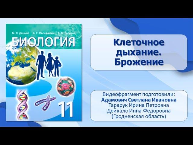 Тема 21. Клеточное дыхание. Брожение