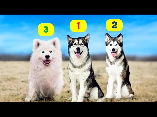 HUSKY TYPES - 10 TYPES OF HUSKIES