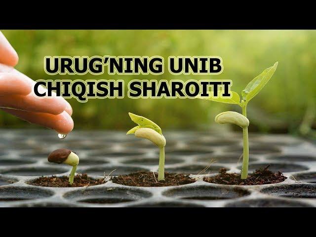 URUG'NING UNIB CHIQISH SHAROITI | УРУҒНИНГ УНИБ ЧИҚИШ ШAРОИТИ.