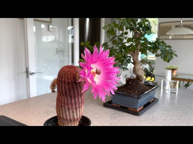 Rainbow Hedgehog cactus in flower 2021