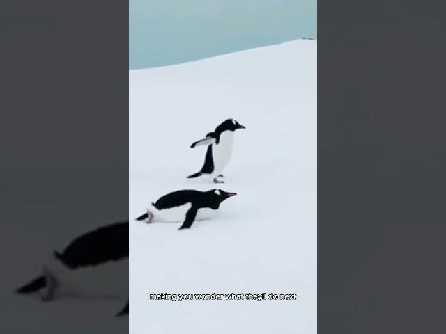 Peekaboo Penguins 30 Seconds of Antarctic Antics! #information #animals