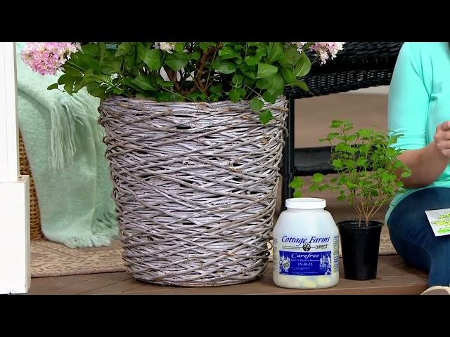 Cottage Farms 1-Piece Flowerfesta Lilac Live Plant on QVC