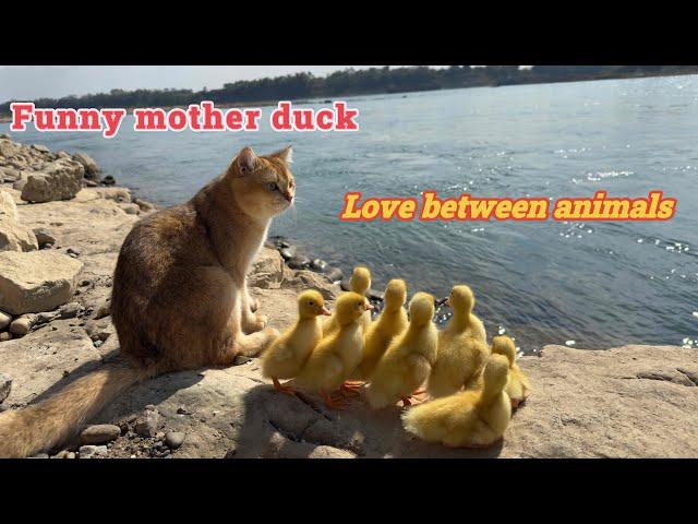 Surprise the animal world! Captain Cat leads the ducklings on a hunting trip in the wild.funny cute