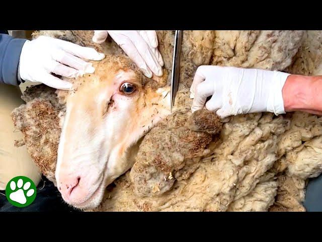 Sheep Covered In 90-Pounds Of Wool Gets Life-Saving Makeover ️