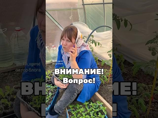 Сколько рассады посадили? Лишней много? Куда сажать будете?